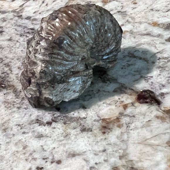 Ammonite, fossil, craft fossil, natural ammonite fossil, ammonite specimen. - Picture 4 of 9